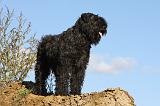 BOUVIER DES FLANDRES 321